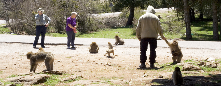 Excursiones desde Fes a Chefchaouen