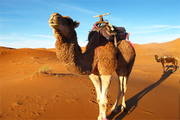 Viajes al desierto desde fes Marruecos